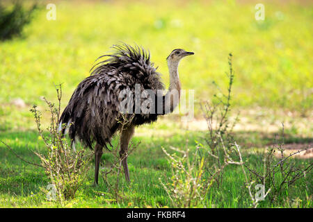 Amerikanische Rhea, Erwachsene, Pantanal, Mato Grosso, Brasilien, Südamerika / (Rhea Americana) Stockfoto