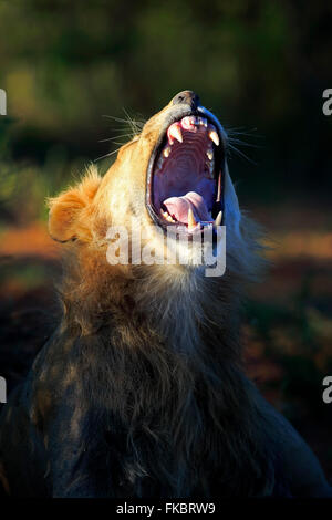 Löwe, Mann fünf Jahre alt Jawning Porträt, Wildreservat Tswalu Kalahari, Northern Cape, Südafrika, Afrika / (Panthera Leo) Stockfoto