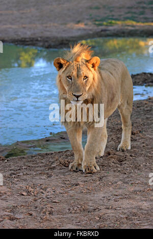 Löwe, Männlich fünf Jahre alt, trinken Wasser, Tswalu Game Reserve, Kalahari, Northern Cape, Südafrika, Afrika / (Panthera Leo) Stockfoto