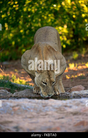 Löwe, erwachsenes Weibchen trinken Wasser, Tswalu Game Reserve, Kalahari, Northern Cape, Südafrika, Afrika / (Panthera Leo) Stockfoto