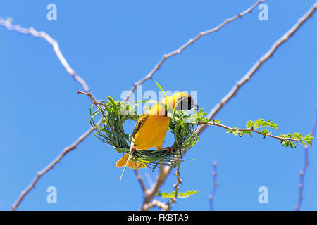 Maskierte Weaver, Männchen baut eine Nest, Tswalu Game Reserve, Kalahari, Northern Cape, Südafrika, Afrika / (Ploceus Velatus) Stockfoto