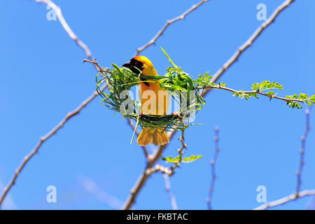 Maskierte Weaver, Männchen baut eine Nest, Tswalu Game Reserve, Kalahari, Northern Cape, Südafrika, Afrika / (Ploceus Velatus) Stockfoto