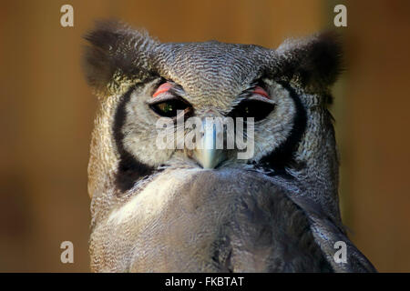 Verreaux es milchig Uhu, riesige Uhu, Uhu, Erwachsene Porträt, Western Cape, Südafrika, Afrika / (Bubo Lacteus) Stockfoto