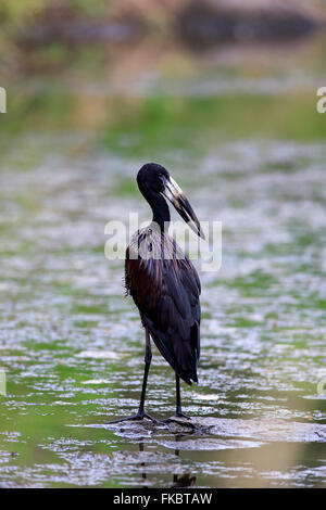 Afrikanische Openbill Storch, Erwachsene im Wasser auf der Suche nach Nahrung, Krüger Nationalpark, Südafrika, Afrika / (Anastomus Lamelligerus) Stockfoto
