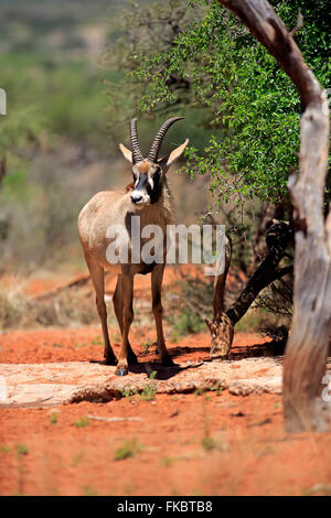 Roan Antilope, Erwachsene, Wildreservat Tswalu Kalahari, Northern Cape, Südafrika, Afrika / (Hippotragus Spitzfußhaltung) Stockfoto