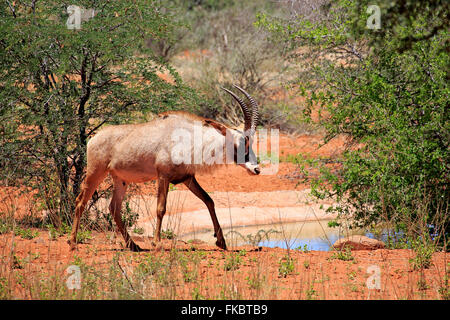 Roan Antilope, Erwachsene am Wasserloch, Tswalu Game Reserve, Kalahari, Northern Cape, Südafrika, Afrika / (Hippotragus Spitzfußhaltung) Stockfoto