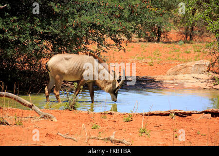 Roan Antilope, Erwachsenen am Wasserloch trinken, Game Reserve Tswalu Kalahari, Northern Cape, Südafrika, Afrika / (Hippotragus Spitzfußhaltung) Stockfoto