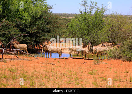 Roan Antilope, Gruppe am Wasserloch, Tswalu Game Reserve, Kalahari, Northern Cape, Südafrika, Afrika / (Hippotragus Spitzfußhaltung) Stockfoto