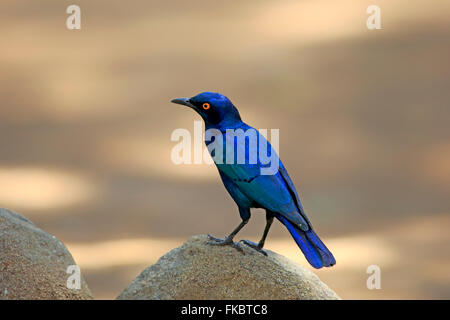 Glänzende Starling, Erwachsene, Krüger Nationalpark, Südafrika, Afrika / (Glanzstare Nitens) Stockfoto