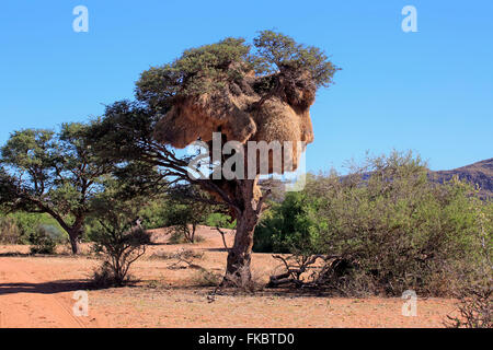 Gesellig Weaver, Verschachtelung Kolonie, Tswalu Game Reserve, Kalahari, Northern Cape, Südafrika, Afrika / (Philetairus Socius) Stockfoto