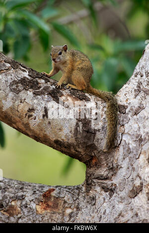 Baum-Eichhörnchen, Smiths Busch Eichhörnchen, gelb-footed Eichhörnchen, Erwachsene auf Baum, Fütterung, Krüger Nationalpark, Südafrika, Afrika / (Paraxerus Cepapi) Stockfoto