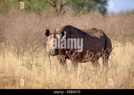 Spitzmaulnashorn, Haken-lippige Rhinoceros, erwachsenes Weibchen füttern, Tswalu Game Reserve, Kalahari, Northern Cape, Südafrika, Afrika / (Diceros Bicornis) Stockfoto