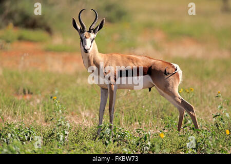 Springbock, Männchen, Wildreservat Tswalu Kalahari, Northern Cape, Südafrika, Afrika / (Antidorcas Marsupialis) Stockfoto