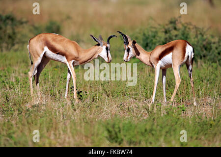 Springbock, zwei Männchen, Wildreservat Tswalu Kalahari, Northern Cape, Südafrika, Afrika / (Antidorcas Marsupialis) Stockfoto