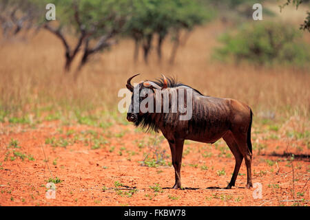 Blaue Gnus, gemeinsame Gnus, weißen bärtigen Gnus, gestromt Gnu, Erwachsene, Tswalu Game Reserve, Kalahari, Northern Cape, Südafrika, Afrika / (Connochaetes Taurinus) Stockfoto