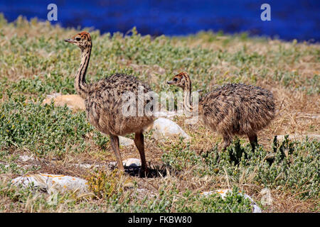 Südafrikanischen Strauß, zwei Kinder, Geschwister, Kap der guten Hoffnung, Table Mountain Nationalpark, Western Cape, Südafrika, Afrika / (Struthio Camelus Australis) Stockfoto