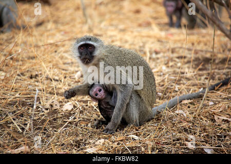 Vervet Affen, erwachsenes Weibchen mit jungen, St. Lucia Estuary, Isimangaliso Wetland Park, Kwazulu Natal, Südafrika, Afrika / (Chlorocebus Pygerythrus) Stockfoto