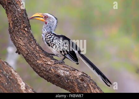 Yellowbilled Hornbill, Erwachsene, Krüger Nationalpark, Südafrika, Afrika / (Tockus Leucomelas) Stockfoto