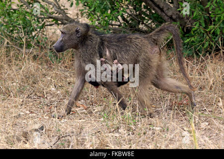 Chacma Pavian, erwachsenes Weibchen mit jungen, Krüger Nationalpark, Südafrika, Afrika / (Papio Ursinus) Stockfoto