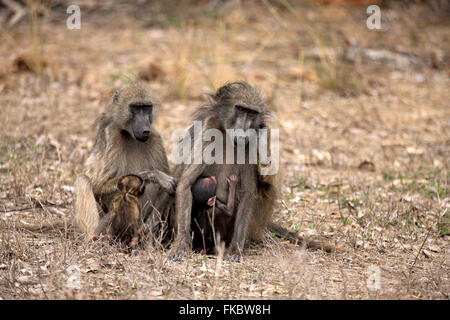 Chacma Pavian, erwachsenes Weibchen mit jungen Spanferkel, Krüger Nationalpark, Südafrika, Afrika / (Papio Ursinus) Stockfoto