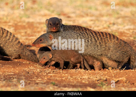 Zebramangusten, Familie mit Jungtiere an Höhle, Krüger Nationalpark, Südafrika, Afrika / (Mungos Mungo) Stockfoto