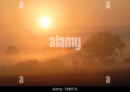 Sonnenaufgang über einem kultivierten Land, Landschaft und Felder mit Reihen von Bäumen und Sträuchern, Morgennebel, voller Atmosphäre. Stockfoto