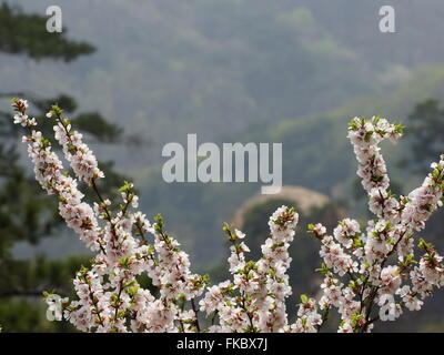 Frühling in China. Wilde Sakura in den Bergen. Qianshan Nationalpark, Anshan, Liaoning Provinz, China Stockfoto