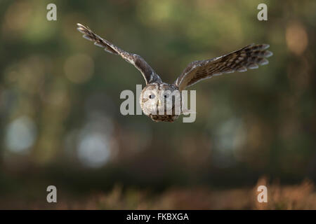 Tawny Owl / Waldkauz ( Strix aluco ) im geräuschlosen Flug vor dem Waldrand, Frontalaufnahme, Augenkontakt, Flügelspannweite, Europa. Stockfoto