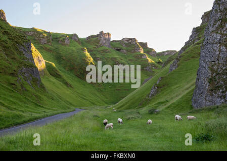 Winnats Pass in der Nähe von Castleton im Peak District, Derbyshire. Schafbeweidung neben der Straße. Stockfoto