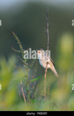 Marsh Warbler / Sumpfrohrsaenger (Acrocephalus Palustris), Zugvogel, singt seine Balz in wunderschöner Umgebung. Stockfoto