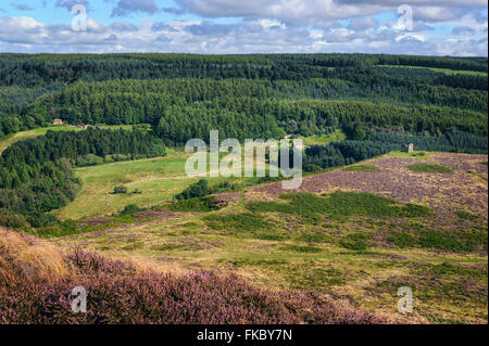 Heather in voller Blüte im Herbst zeigt die North York Moors, Kiefer Wald, Farne und die hügelige Landschaft, Yorkshire, Großbritannien. Stockfoto