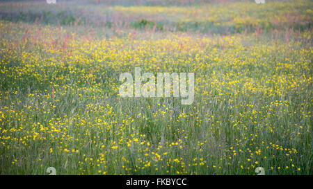 Sommerwiese in der britischen Landschaft mit Gräsern und Butterblumen. Stockfoto