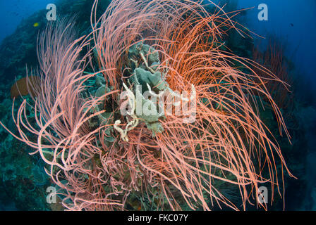 Ein Riff voller Rote Peitsche Korallen oder Meer Peitschen, Ellisella SP. und verschiedene marine Schwämme. Stockfoto