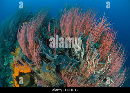 Ein Riff voller Rote Peitsche Korallen oder Meer Peitschen, Ellisella SP. und verschiedene marine Schwämme. Stockfoto
