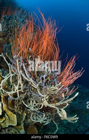 Ein Riff voller Rote Peitsche Korallen oder Meer Peitschen, Ellisella SP. und verschiedene marine Schwämme. Stockfoto