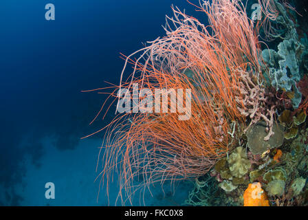 Ein Riff voller Rote Peitsche Korallen oder Meer Peitschen, Ellisella SP. und verschiedene marine Schwämme. Stockfoto