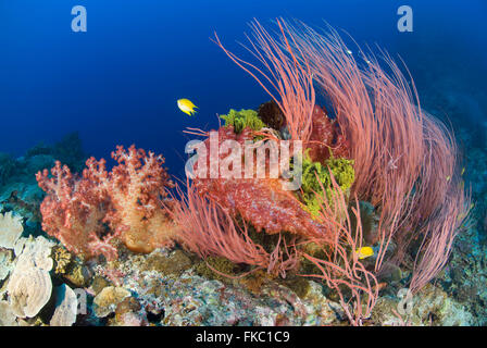 Ein Riff voller Rote Peitsche Korallen oder Meer Peitschen, Ellisella sp. Stockfoto