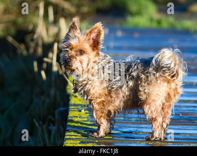 Yorkshire-Terrier Hund mit schmuddeligen nassen Fell. Stockfoto