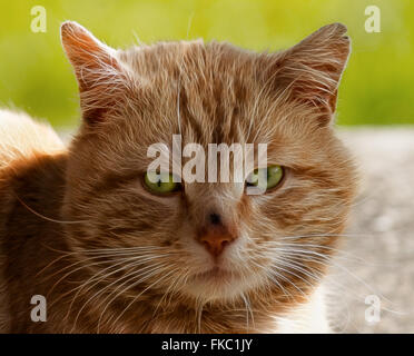 Ein Porträt von Ingwer Tabby Katze Stockfoto