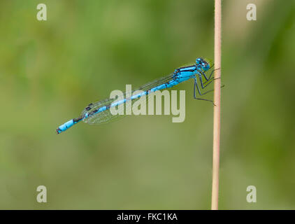 Ein Damselfly thront auf einem Rohr Stockfoto