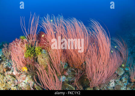 Ein Riff voller Rote Peitsche Korallen oder Meer Peitschen, Ellisella sp. Stockfoto