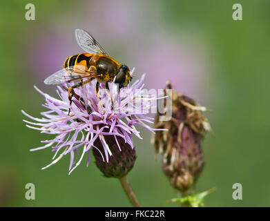 Hoverfly Fütterung auf eine Distel Blume. Stockfoto