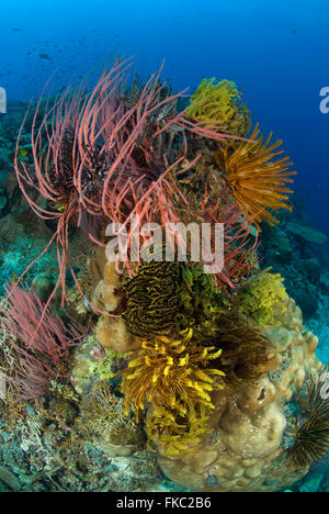 Ein Riff voller Rote Peitsche Korallen oder Meer Peitschen, Ellisella SP voll von Seelilien. Stockfoto