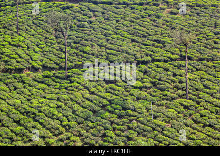 Teeplantage in Peermade, Kerala, Indien, Asien Stockfoto