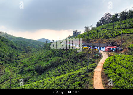 Teeplantage in Peermade, Kerala, Indien, Asien Stockfoto