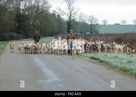 Ashwell, Rutland, UK. 8. März 2016. Die Cottesmore Hunt-Mitarbeiter unter der Cottesmore Hunt Hund an einem frühen Morgen laufen geben ihnen einige Übung Credit: Jim Harrison/Alamy Live News Stockfoto