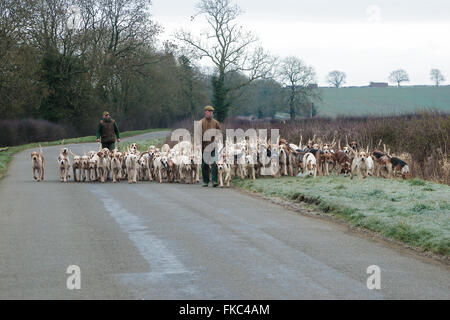 Ashwell, Rutland, UK. 8. März 2016. Die Cottesmore Hunt-Mitarbeiter unter der Cottesmore Hunt Hund an einem frühen Morgen laufen geben ihnen einige Übung Credit: Jim Harrison/Alamy Live News Stockfoto