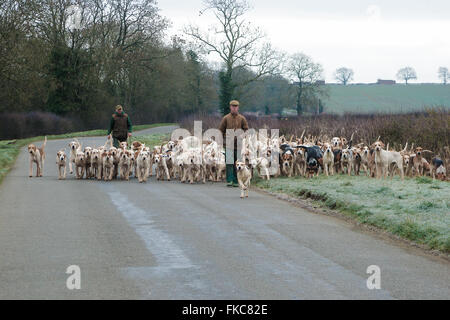 Ashwell, Rutland, UK. 8. März 2016. Die Cottesmore Hunt-Mitarbeiter unter der Cottesmore Hunt Hund an einem frühen Morgen laufen geben ihnen einige Übung Credit: Jim Harrison/Alamy Live News Stockfoto