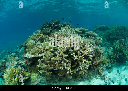 Korallenriff im nördlichen Great Barrier Reef Stockfoto