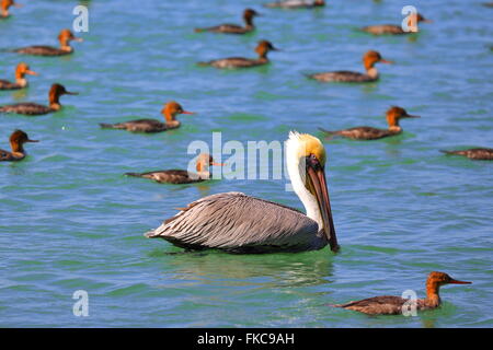 Wildtiere in der Sarasota Bay, Sarasota, Florida, USA Stockfoto